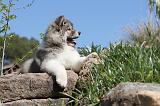 AKITA AMERICAIN 040